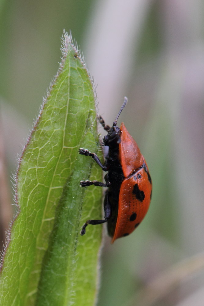 Chrysomelidae: Cassida murraea