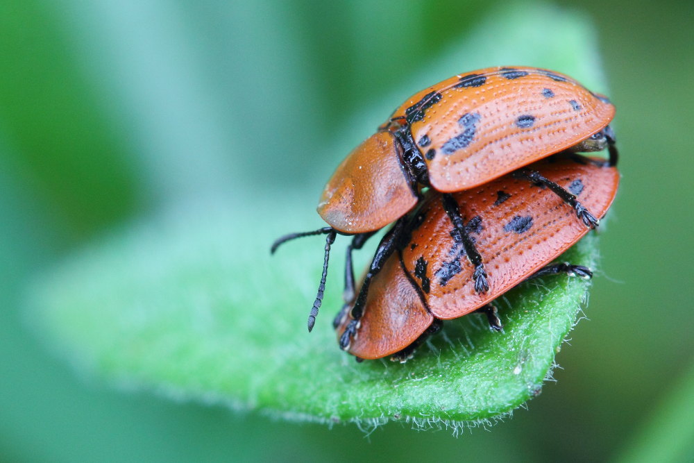 Chrysomelidae: Cassida murraea