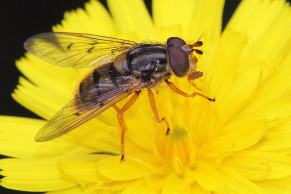 Ferdinandea cuprea M. (Syrphidae)