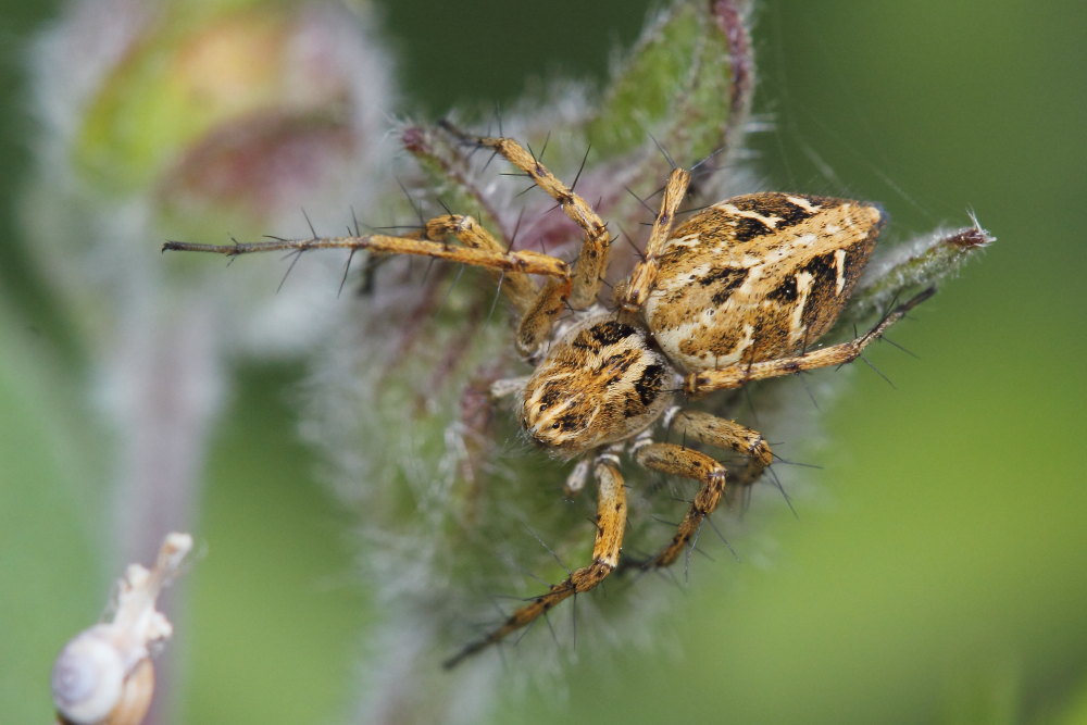 Oxyopes heterophtalmus - M. Conero (AN)