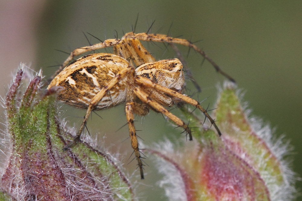 Oxyopes heterophtalmus - M. Conero (AN)