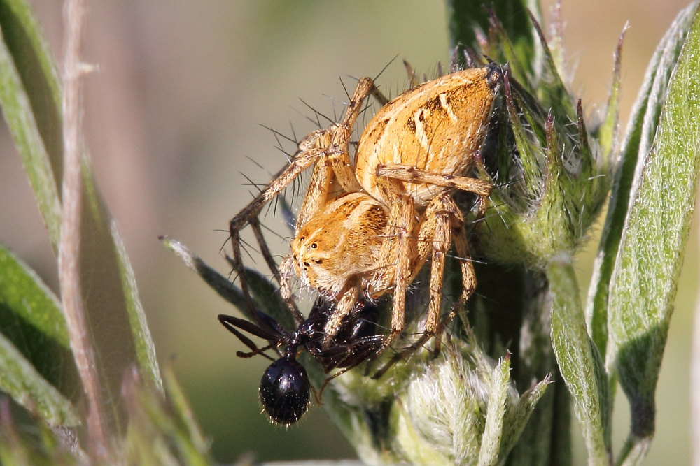 Oxyopes heterophtalmus - M. Conero (AN)