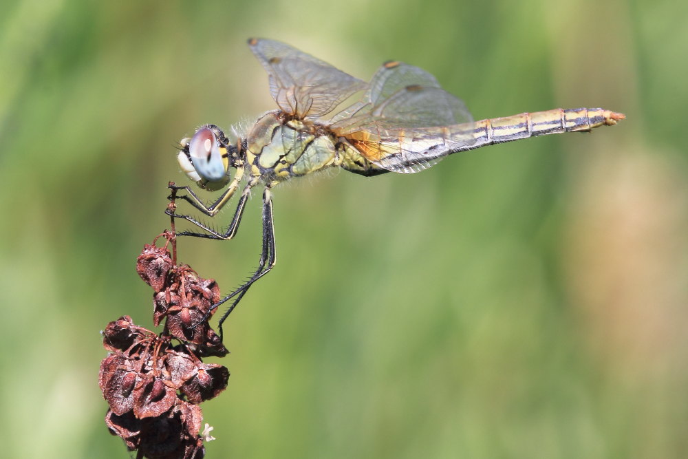 Sympetrum fonscolombii