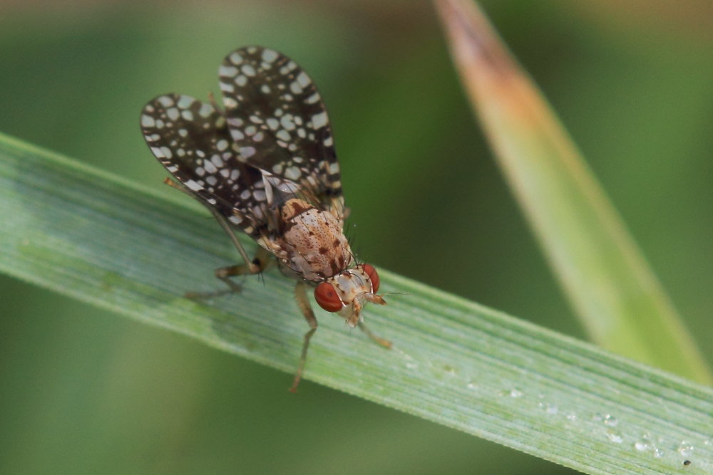 Trypetoptera punctulata?