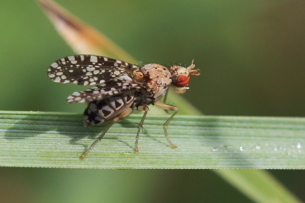 Trypetoptera punctulata?