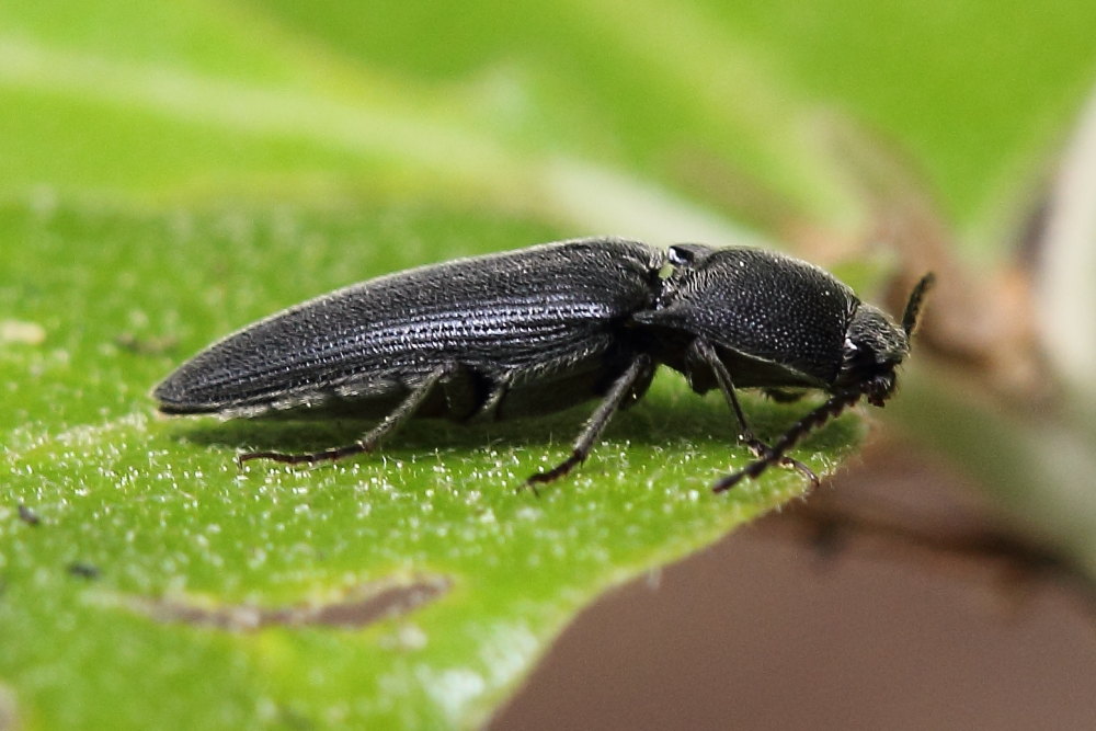 Melanotus tenebrosus