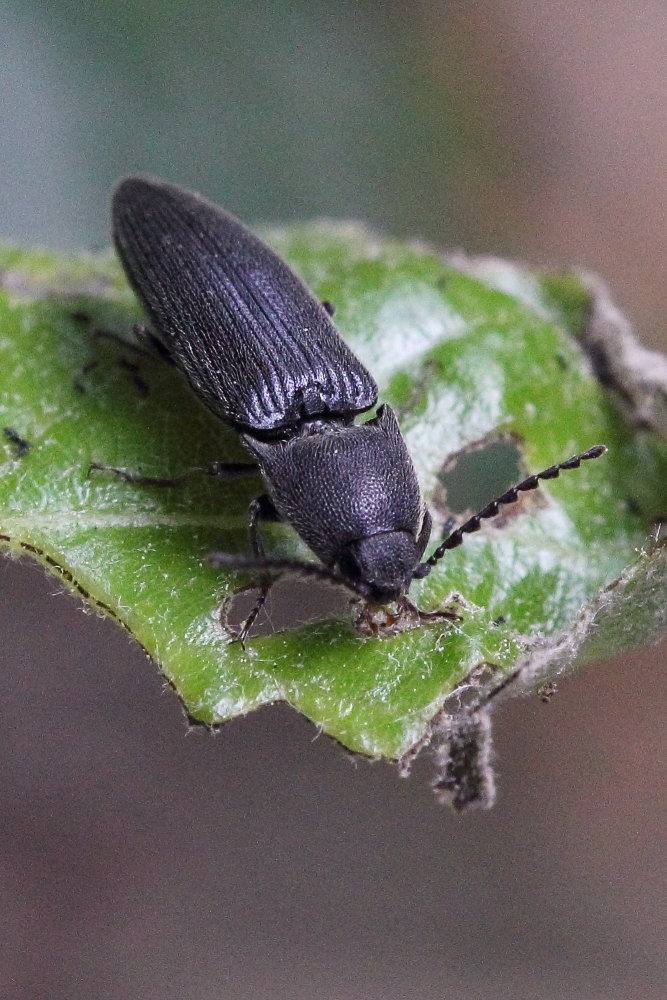 Melanotus tenebrosus