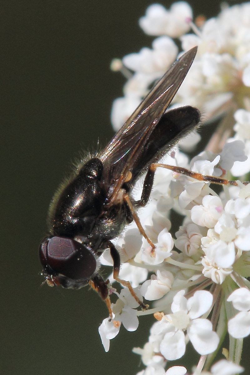 Maschio di Cheilosia cf. latifrons