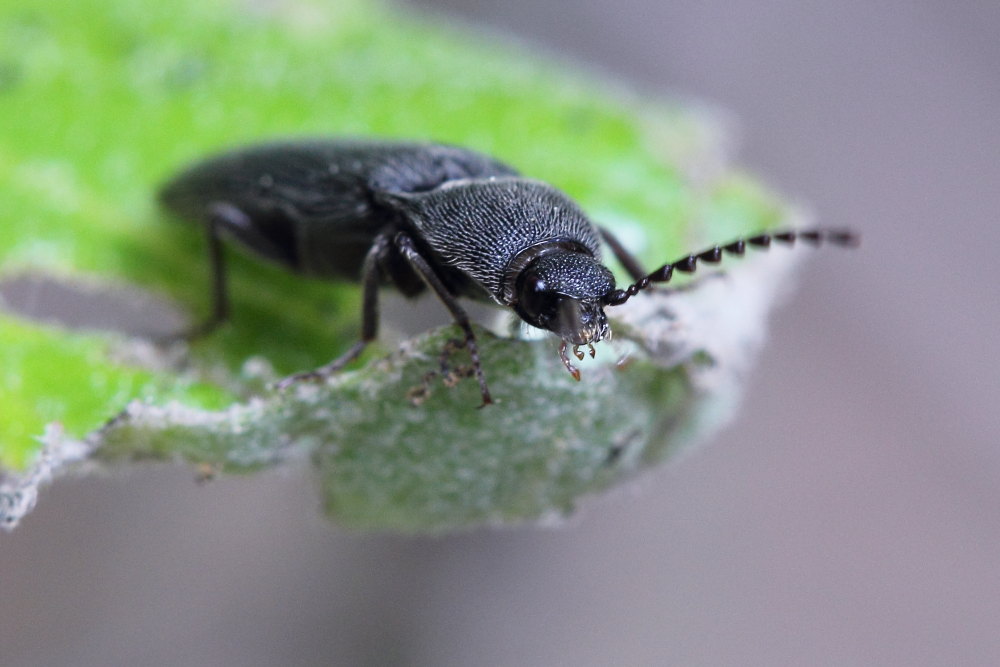 Melanotus tenebrosus