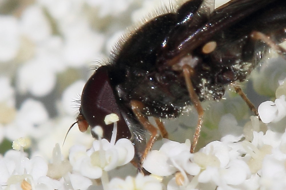 Maschio di Cheilosia cf. latifrons