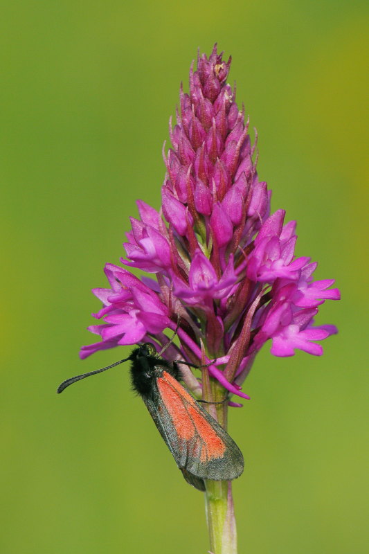 Farfalle e orchidee