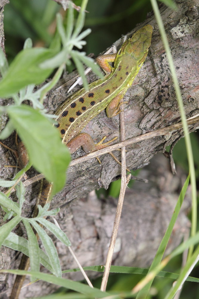Lacerta bilineata?