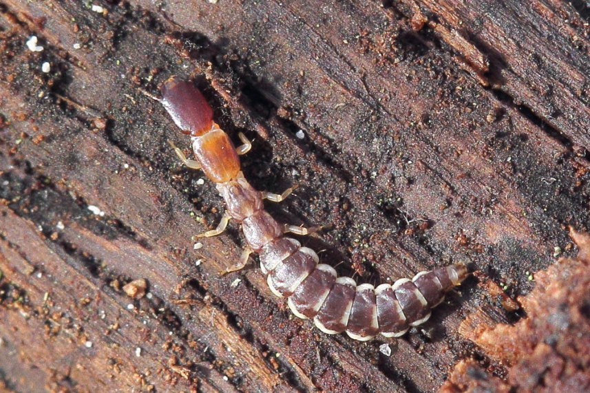 Parainocellia bicolor? - S