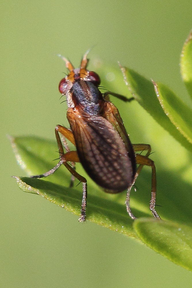 Sciomyzidae: Limnia unguicornis