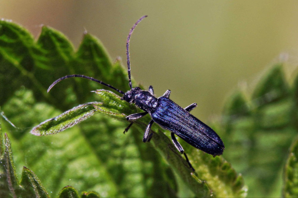 Anogcodes ruficollis, Oedemeridae