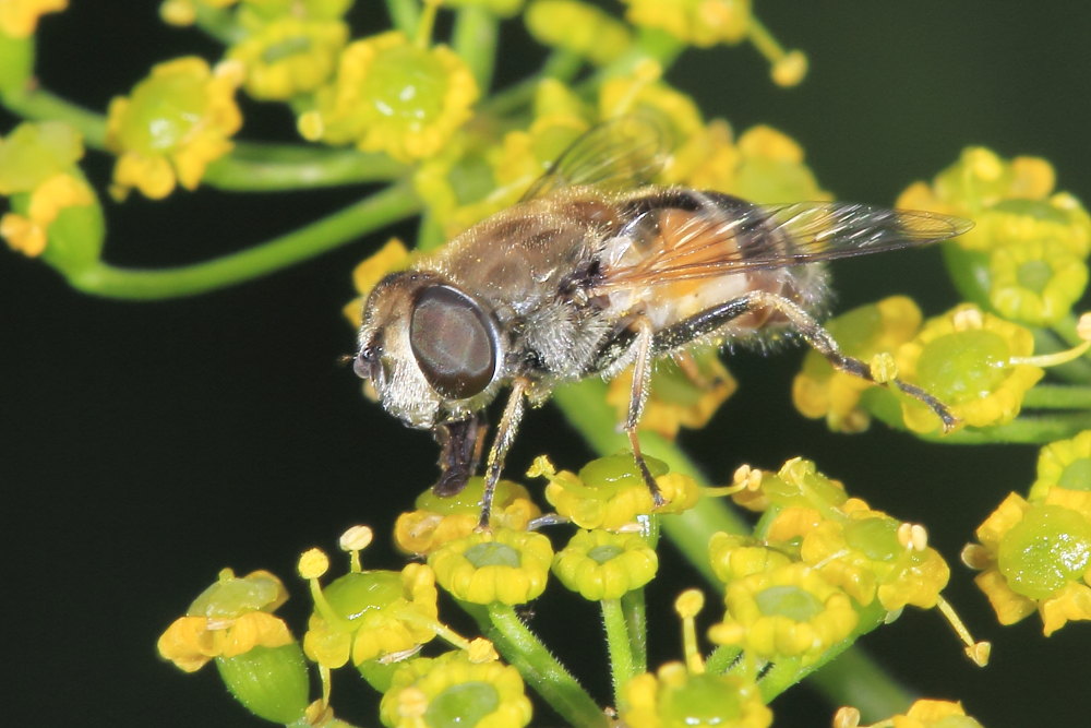 Eristalis arbustorum?