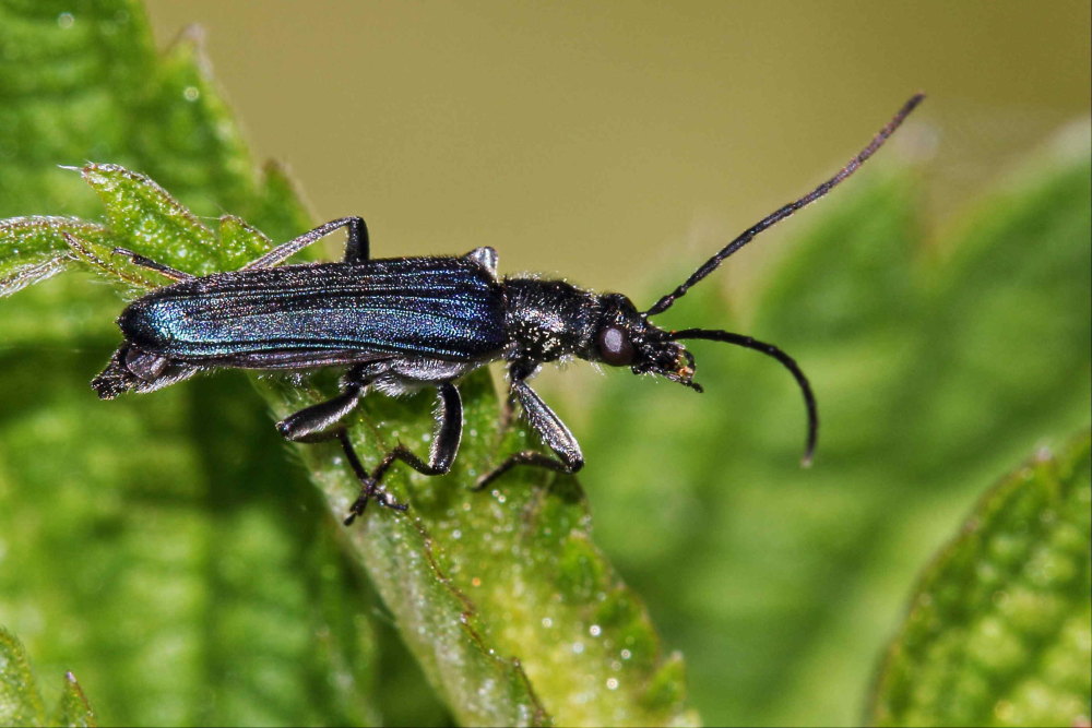 Anogcodes ruficollis, Oedemeridae