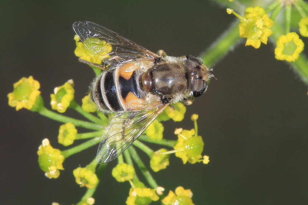 Eristalis arbustorum?