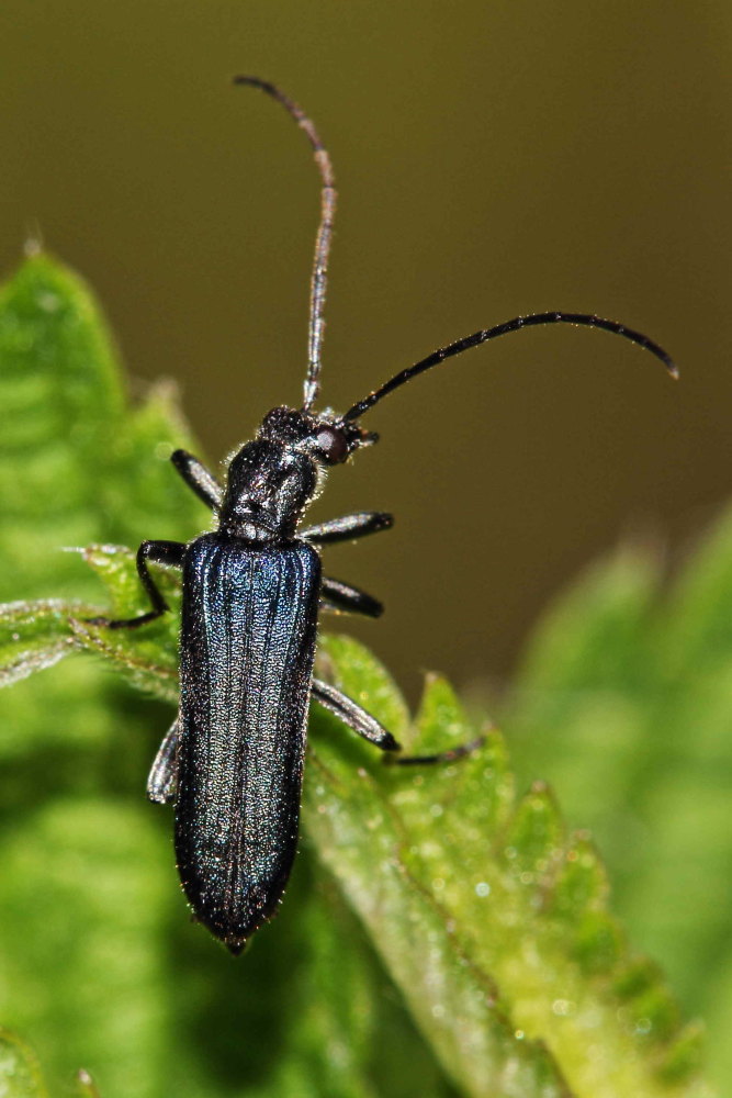 Anogcodes ruficollis, Oedemeridae