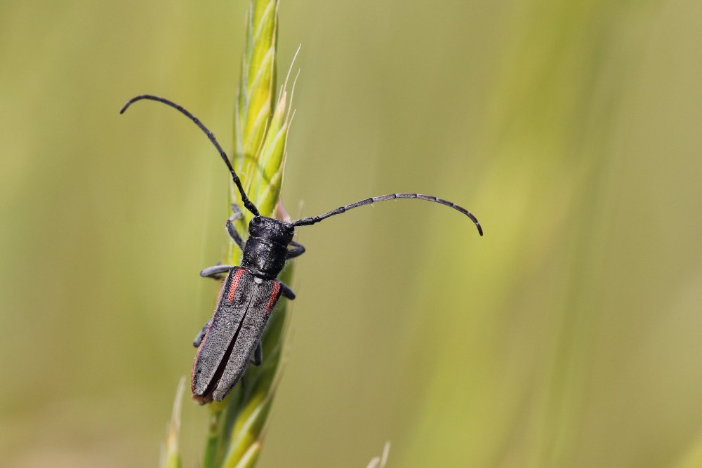 Cerambycidae: Musaria tirellii