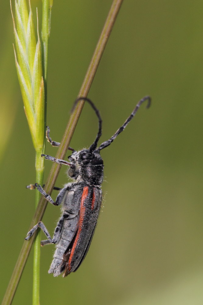 Cerambycidae: Musaria tirellii