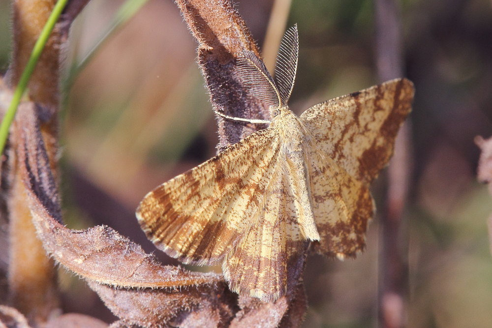 Geometridae da identificare - Ematurga atomaria