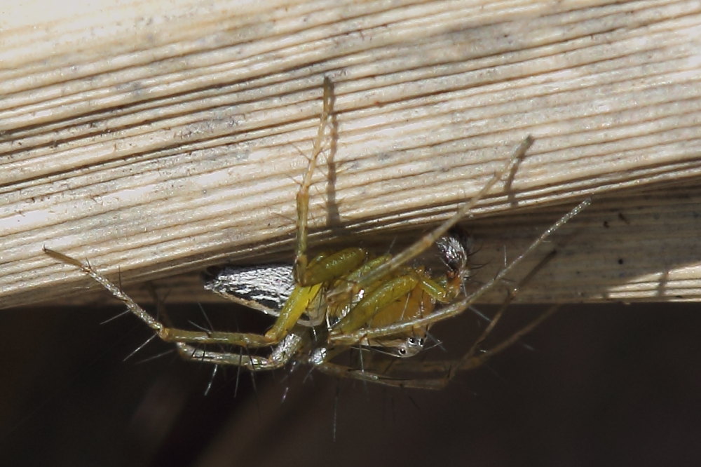 Oxyopes lineatus - Osimo (AN)