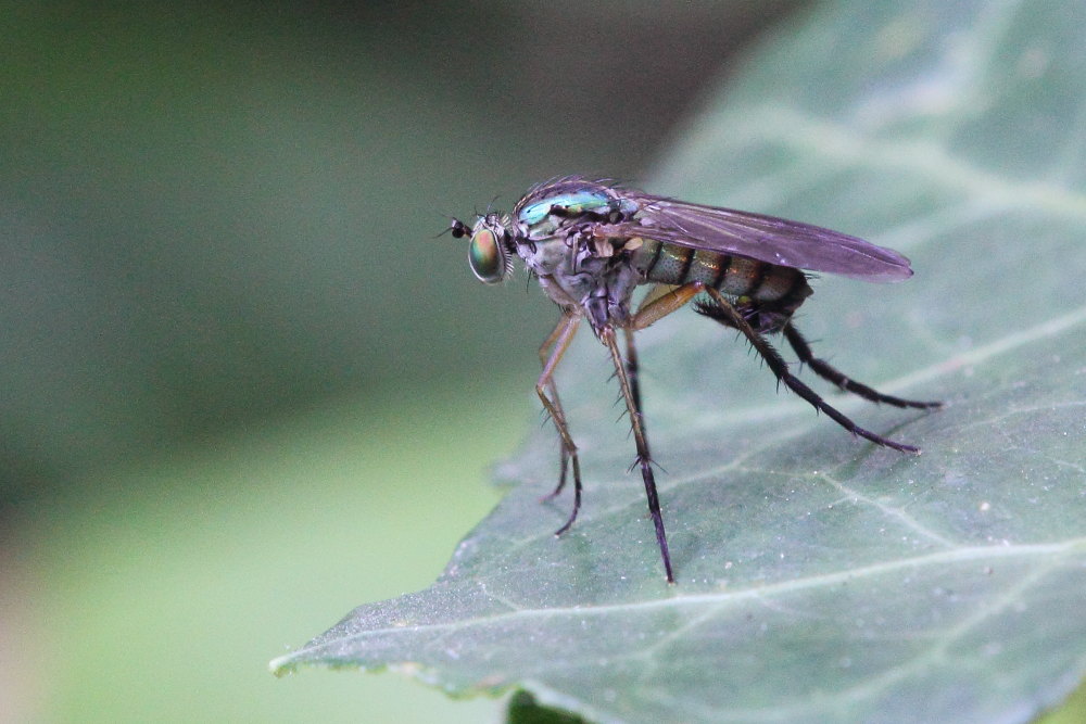 Maschio Dolichopodidae, cf, Dolichopus sp