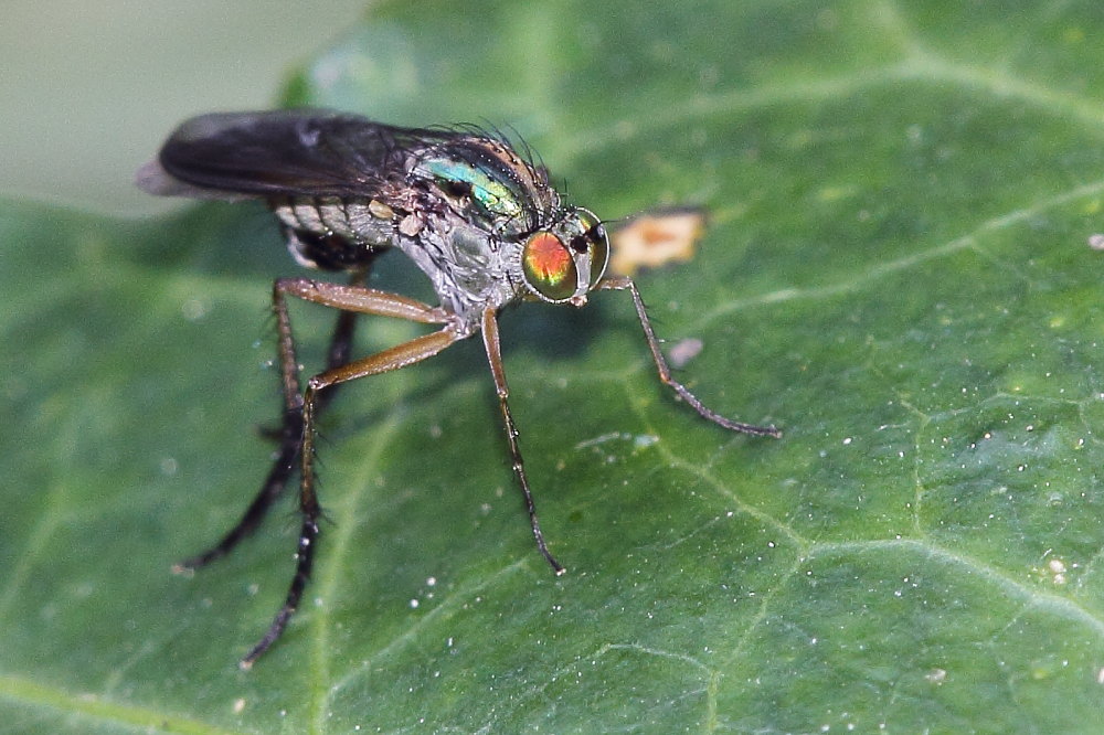 Maschio Dolichopodidae, cf, Dolichopus sp