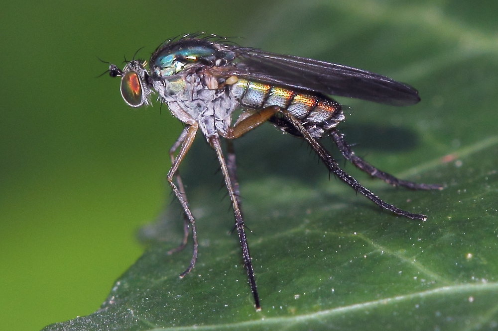 Maschio Dolichopodidae, cf, Dolichopus sp