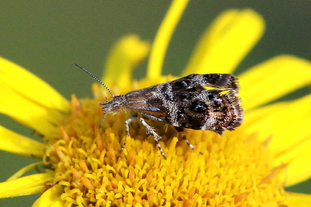 Choreutidae: Tebenna micalis e altra da definire