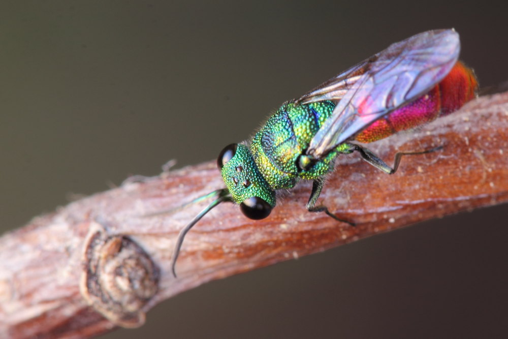 Chrysididae da identificare: possibile Chrysis comta