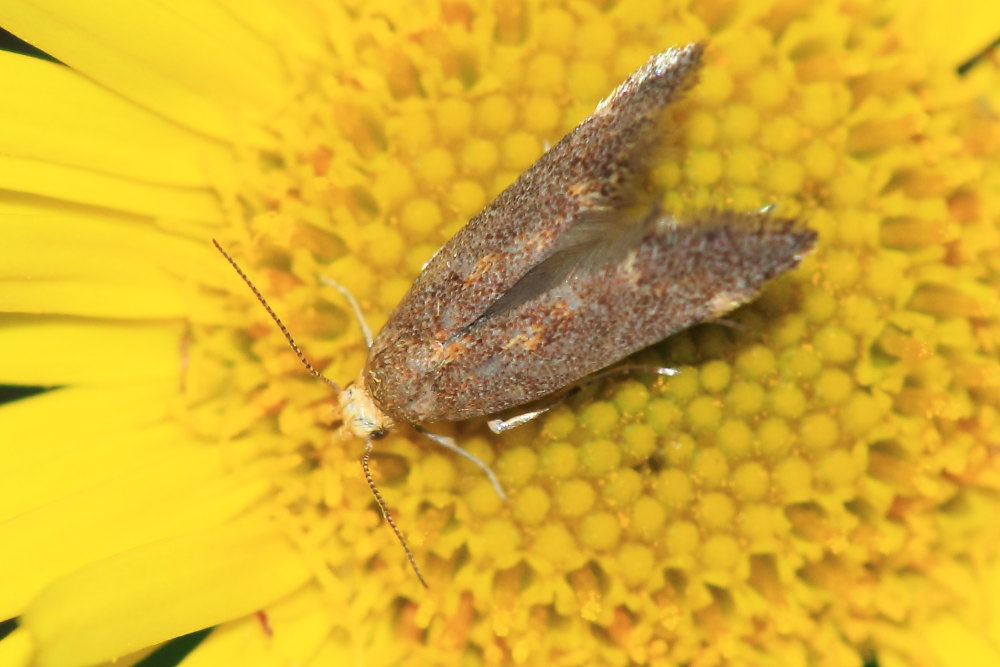Choreutidae: Tebenna micalis e altra da definire