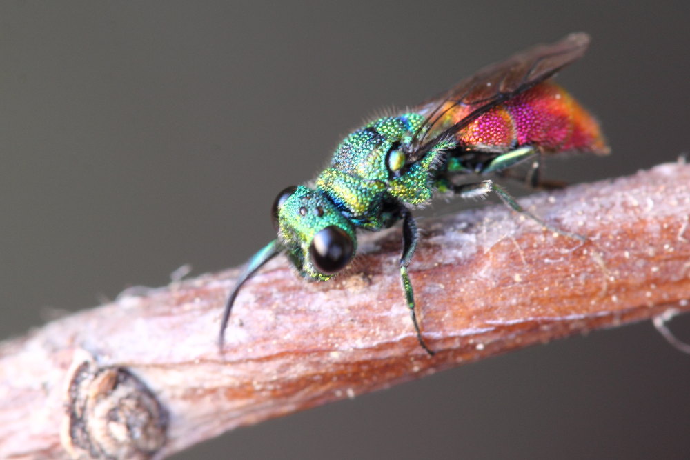 Chrysididae da identificare: possibile Chrysis comta