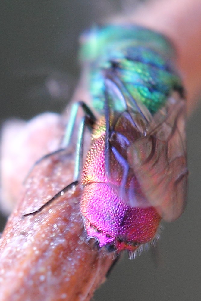 Chrysididae da identificare: possibile Chrysis comta