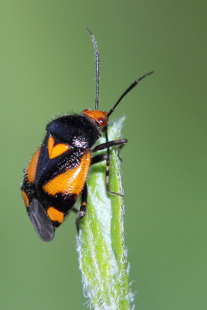 Deraeocoris schach?