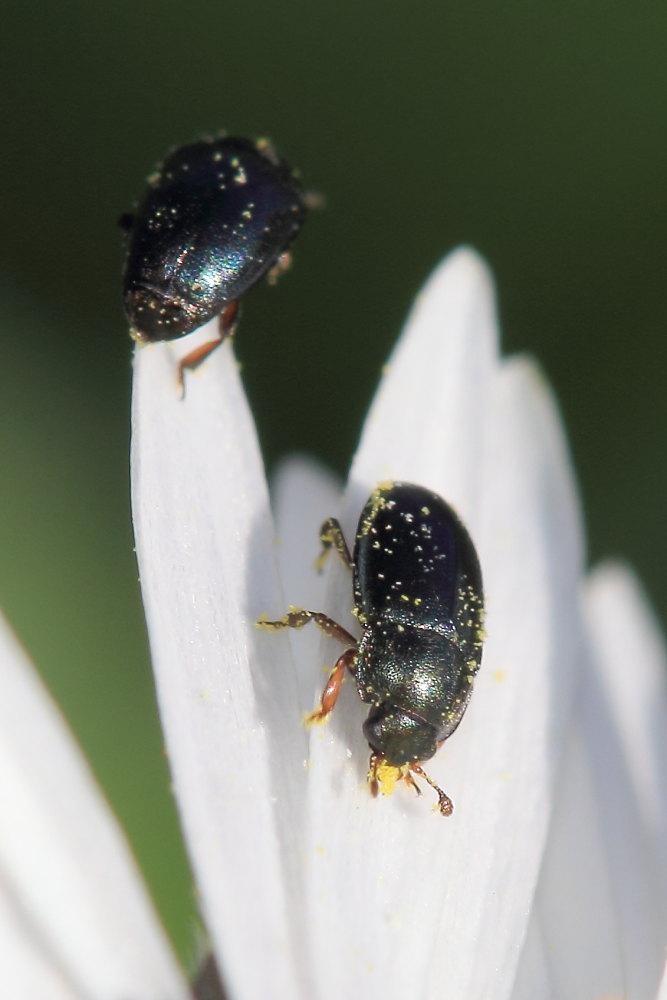 Nitidulidae:   Meligethes  sp.