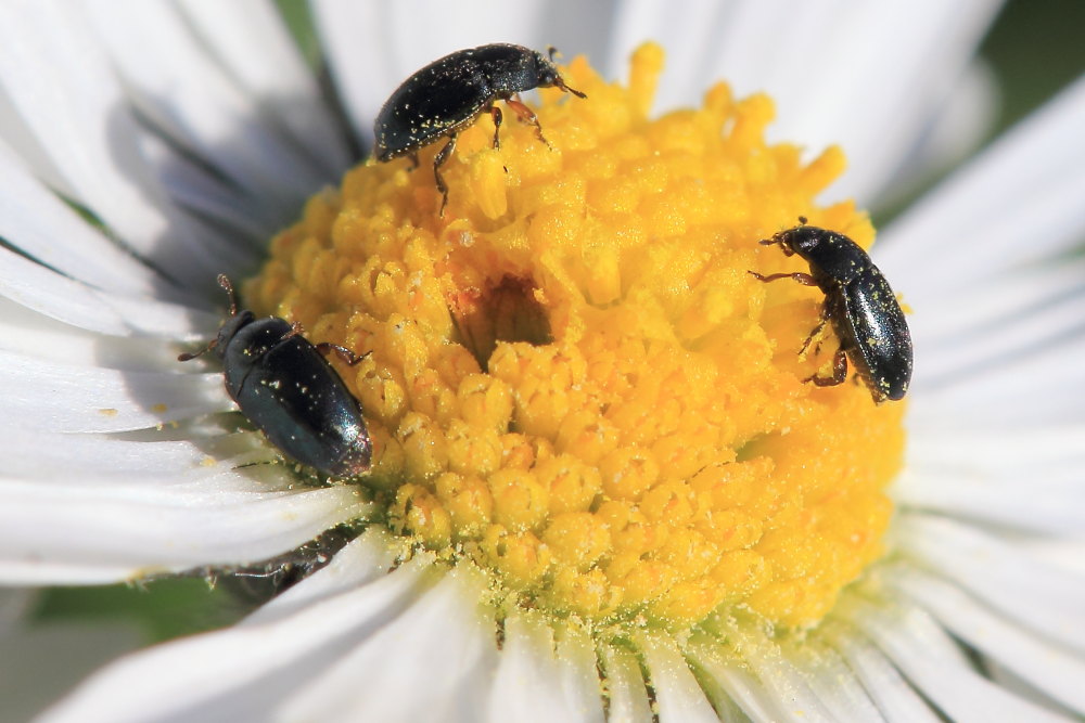 Nitidulidae:   Meligethes  sp.