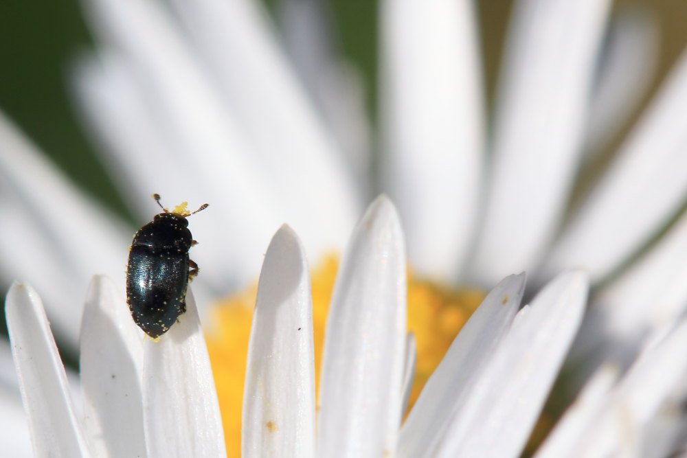 Nitidulidae:   Meligethes  sp.