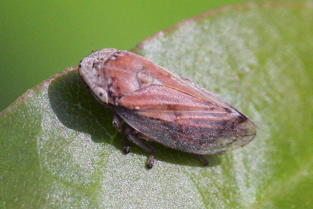 Philaenus spumarius cf.