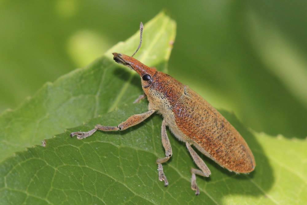 Lixus (Dilixellus) pulverulentus