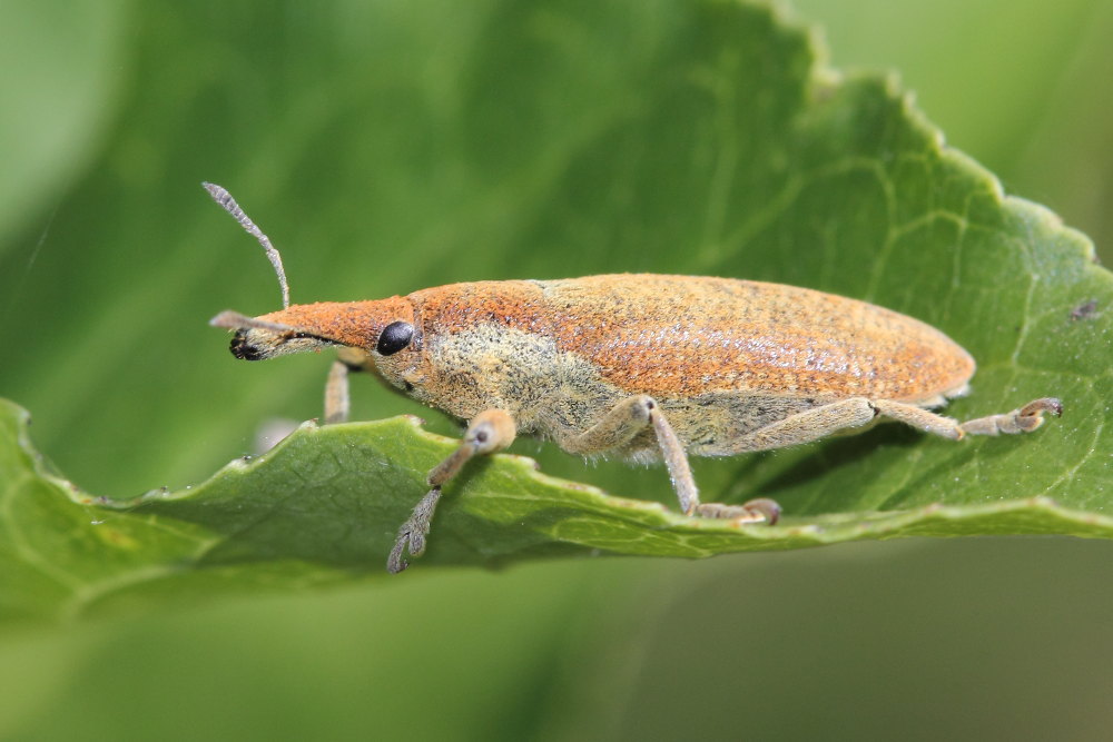 Lixus (Dilixellus) pulverulentus