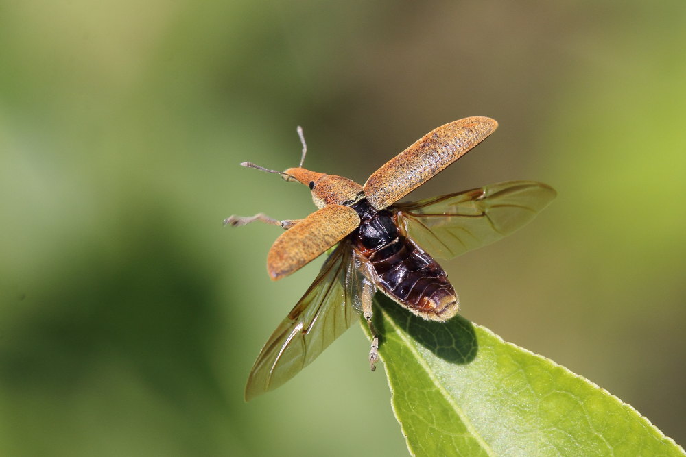 Lixus (Dilixellus) pulverulentus