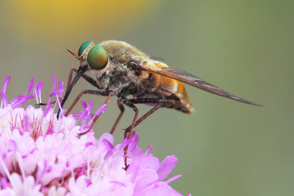 femmine di Tabanidae:  Pangonius cfr. striatus e Philipomyia aprica