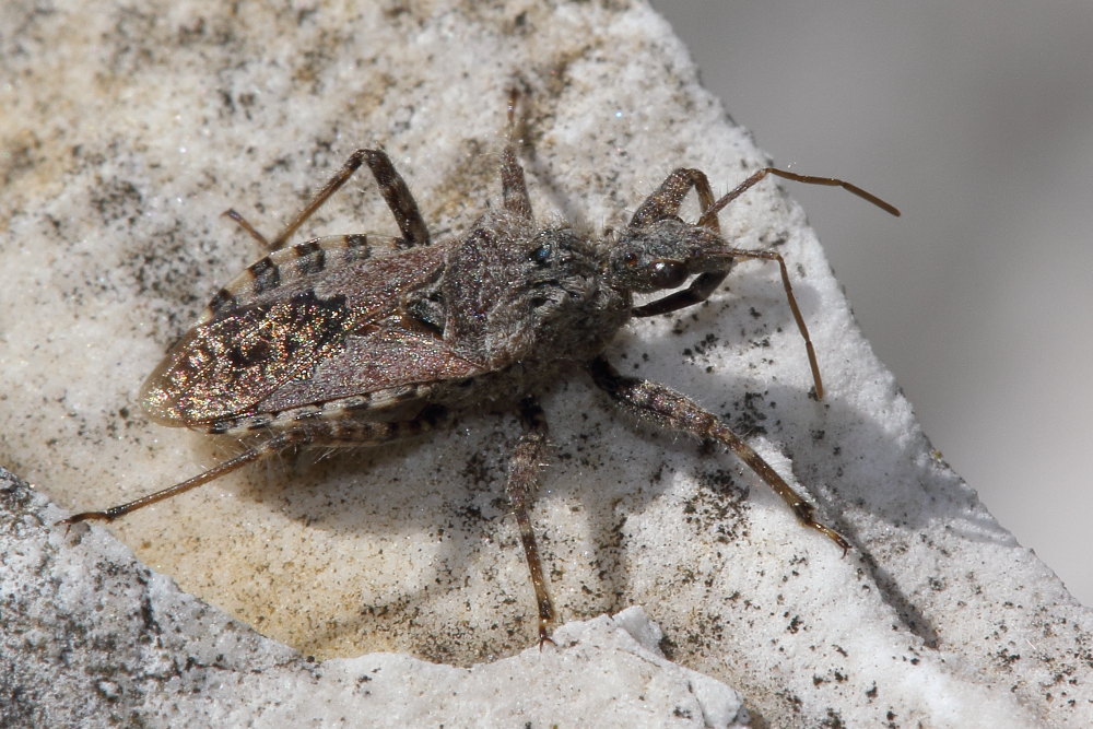 Reduviidae:  Coranus griseus