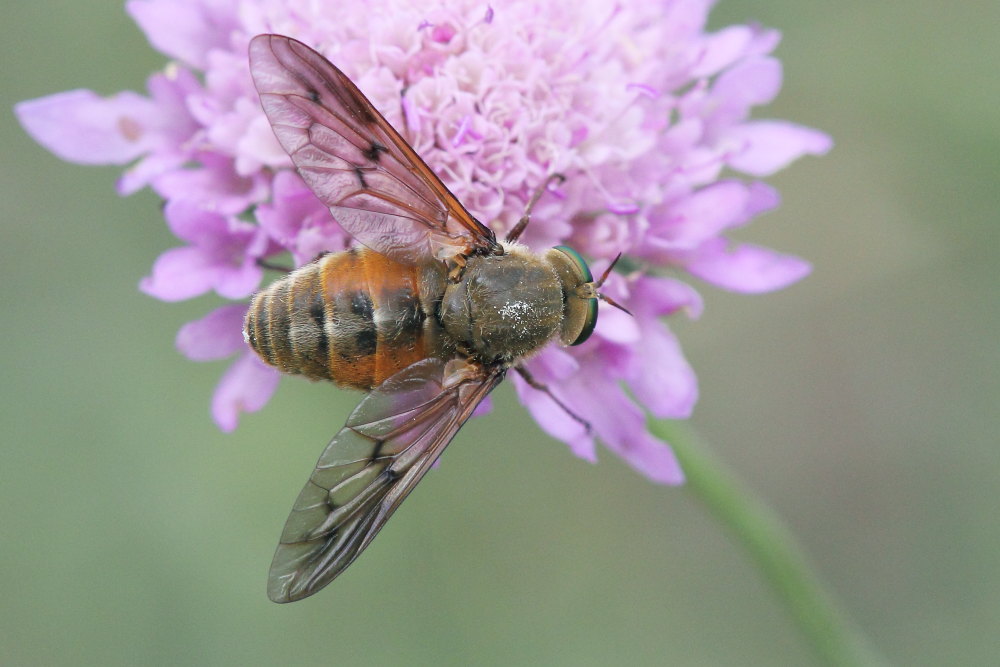 femmine di Tabanidae:  Pangonius cfr. striatus e Philipomyia aprica