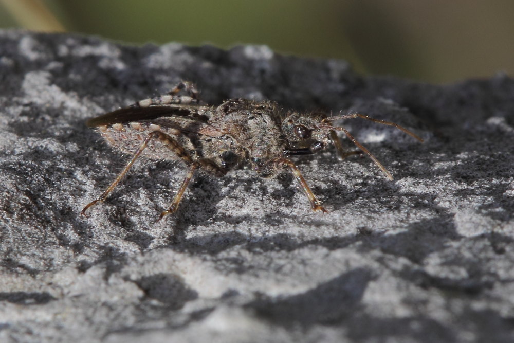 Reduviidae:  Coranus griseus