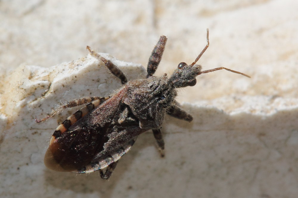 Reduviidae:  Coranus griseus