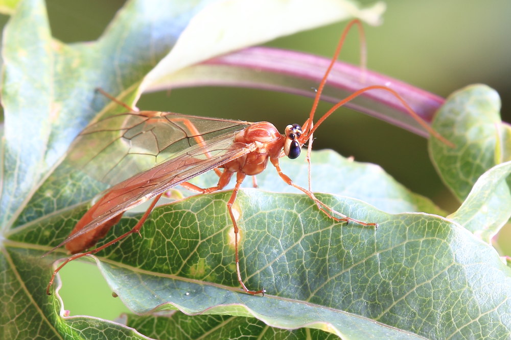 Ophion sp., Ichneumonidae