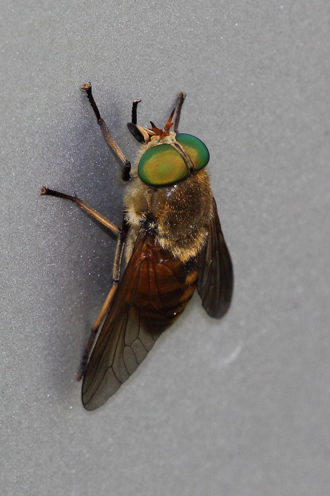 femmine di Tabanidae:  Pangonius cfr. striatus e Philipomyia aprica